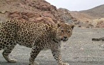 لحظه حمله ناگهانی پلنگ به سگ خانگی