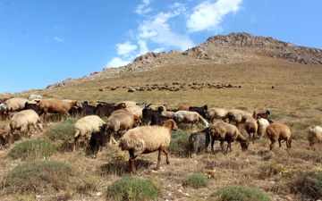 گرانی علوفه کمر دامداران را شکست
