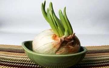 چگونه بفهمیم پیاز فاسد شده؟ 