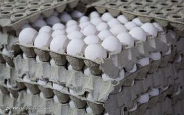 
اعلام قیمت دولتی مرغ و تخم مرغ در بازار شب
