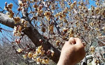 دماوند در شوک؛ باغات میوه دچار سرمازدگی شدند
