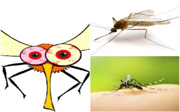 میدونی پشه‌ها کجا میخوابن؟ بیا تا بهت بگم