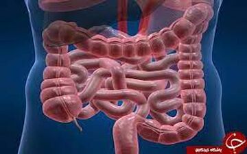 با این تکنیک ها سلامت روده خود را تضمین کنید|مراقب سلامتی خود باشید