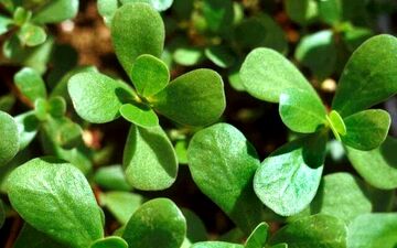 خواص گیاه خرفه؛ از رفع تشنگی تا رفع التهابات گوارشی