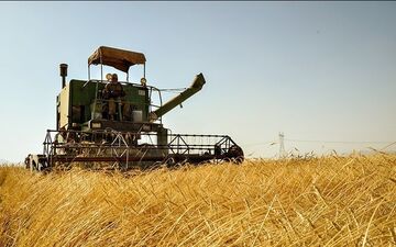 عبور تولید غلات ایران از ۲۰ میلیون تن در سال زراعی جاری 