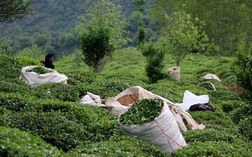 قیمت چای هم افزایش می یابد