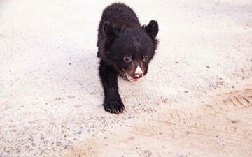 شکنجه یک توله خرس در سیستان / ویدئویی که با دیدن آن اشک در چشمانتان جاری می شود!