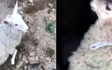 عاقبت گوسفندی دزدی در روز روشن! 
