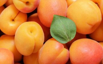
فواید شگفت انگیز زردآلو برای بدن
