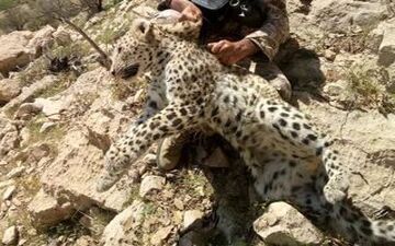 ویدیو/ فوق العاده دیدنی درگیری پلنگ و جوجه تیغی! 