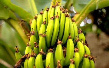 موز نارس یا رسیده؟ کدام بهتر است؟