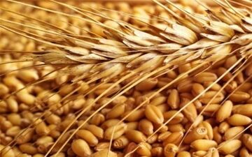  آینده روشن گندم در بورس کالا