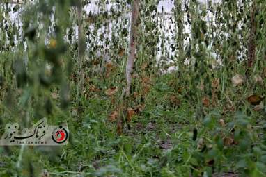 خسارت وارده به زراعت استاد اصفهان 