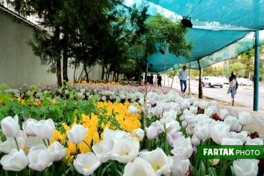 گزارش تصویری از پیاده راه لاله برای مادران 