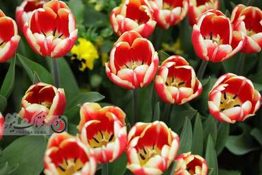 گزارش تصویری از لاله های زیبای بهاری در باغ ایرانی