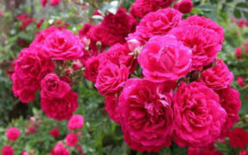 خواص درمانی بی نظیر گل محمدی