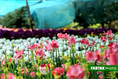 گزارش تصویری از پیاده راه لاله برای مادران 