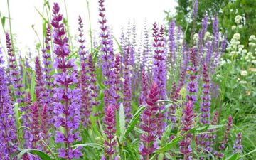 خواص معجزه‌ آسای مریم گلی برای تقویت حافظه


