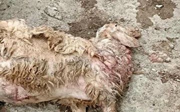 تلف شدن ۳۰ راس گوسفند بر اثر حمله گرگ در جوانرود 	 	 			
