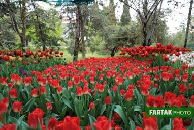 گزارش تصویری از پیاده راه لاله برای مادران 