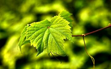 خواص برگ انگور برای ورزشکاران