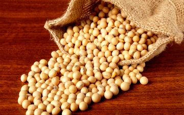 جایگزین غنی از پروتئین و کم‌هزینه برای گوشت
