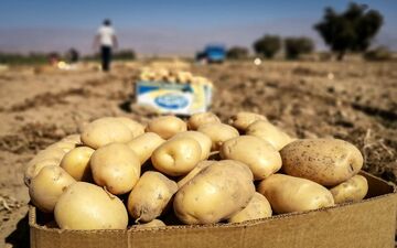 
عامل گران شدن سیب‌زمینی شناسایی شد
