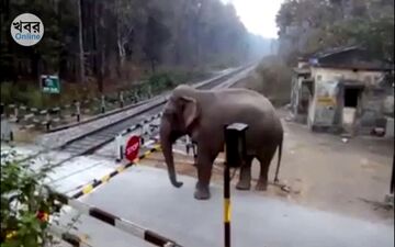 ذکاوت عجیب فیل حین عبور از گیت خط راه آهن