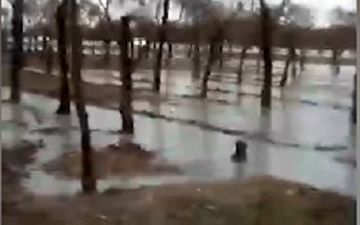 وقتی جنگل تبدیل به دریاچه می‌شود! + فیلم 