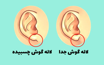 تست شخصیت؛ شکل گوش شما چه چیزهایی از شخصیت شما را افشا می‌ کند؟
