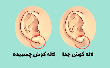 تست شخصیت؛ شکل گوش شما چه چیزهایی از شخصیت شما را افشا می‌ کند؟
