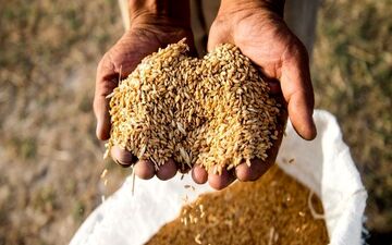 راه برای هرگونه قاچاق گندم در استان بسته شود