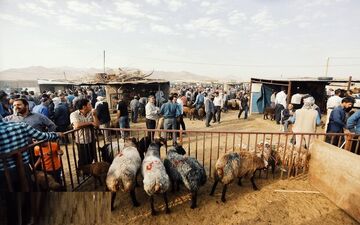 یک مقام مسئول در وزارت صنعت:
قیمت عرضه دام زنده در عید سعید قربان ۴۷ هزار تومان است