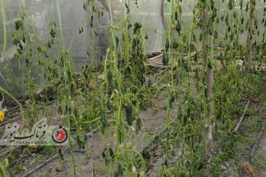 خسارت وارده به زراعت استاد اصفهان 