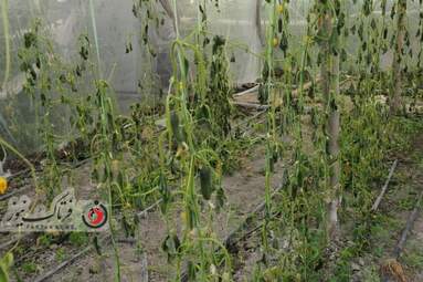 خسارت وارده به زراعت استاد اصفهان 
