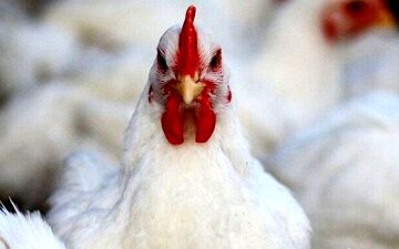 معاون وزیر جهاد کشاورزی: افزایش قیمت مرغ نداریم