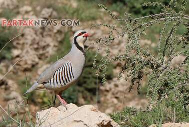 محسن عباسی‌فرد- ایرج الیاسی دالاهو