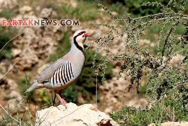 محسن عباسی‌فرد- ایرج الیاسی دالاهو