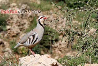 محسن عباسی‌فرد- ایرج الیاسی دالاهو