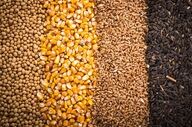 15 تن سویای سوخته در جویبار توقیف شد/ محکومیت متهم به 6 ماه حبس ‌ 