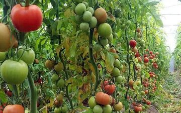 تأسیس شهرک زنجیره ارزش محصولات کشاورزی با مجوز جدید
