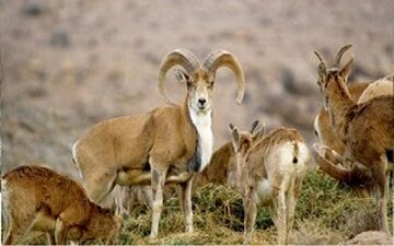 ماجرای تلف شدن ده‌ها قوچ و میش در پارک ملی گلستان
