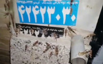 ملخ‌ها به ۱۰۰ کیلومتری تهران رسیدند