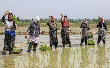 فروش برنج روی دیوار، ۸هزار تومان ارزان‌تر از مغازه
