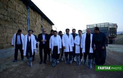 گزارش تصویری بازدید از گاوداری 1000رأسی کاوات در روستای حسن آباد از توابع شهرستان روانسر