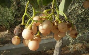 خواص درمانی میوه در خت کردیا