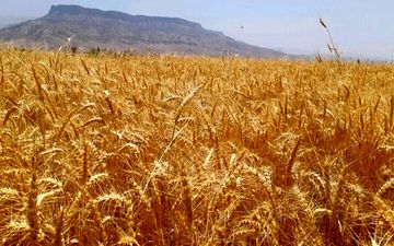 وجه گندم نقدا به کشاورزان پرداخت می‌شود