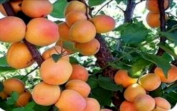 هسته زردآلو را نخورید!