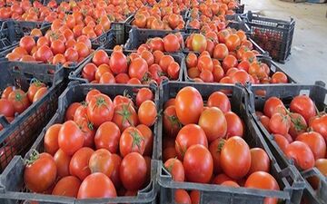 گوجه‌فرنگی ارزان می‌شود؟
