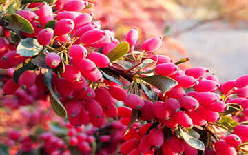 خواص درمانی باورنکردنی زرشک